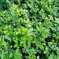 فروش درختچه و نشا یاس هلندی|خدمات باغبانی و درختکاری|چابکسر, |دیوار