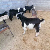 گوسفند زنده همراه با قصابی