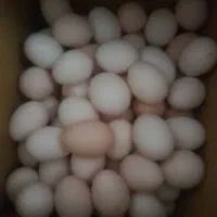 تخم‌مرغ‌نطفه‌دار