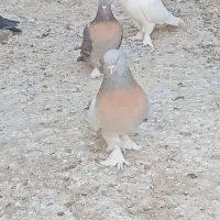 کبوتر ترکیه ای بزن شیرجه ای