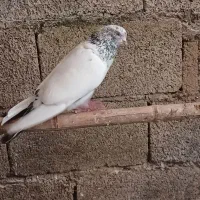 نزدیک ۲۰عدد کبوتر غریب
