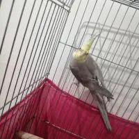 سلام یک جفت عروس هلندی نر و ماده مولد