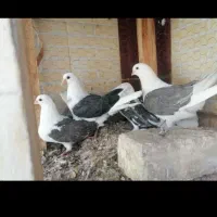 عکس اول نمایشی است...کبوتر سرور فیلمش هست تو اگهی