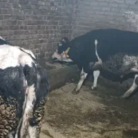 نوعر نزدیک به زایمان جنس عالی درجه یک