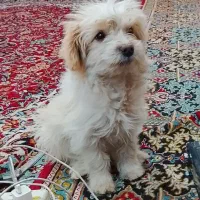 سگ شیتزو ترییر3ماهه زیر قیمت