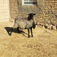 شیشک قوچ رومانوف اصل بذری ،بره اصیل|حیوانات مزرعه|بختگان, |دیوار