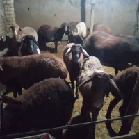 گوسفند|حیوانات مزرعه|رامیان, |دیوار