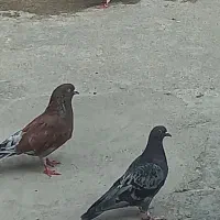 کبوتر  ذات دار سالم