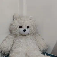 خرس بزرگ متری سفید پشمی