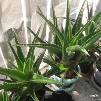 آلوئورا شاخ بری|گل و گیاه طبیعی|تهران, افسریه جنوبی|دیوار