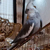 عروس هلندی نر وایت فیس تاج پرنسسی.