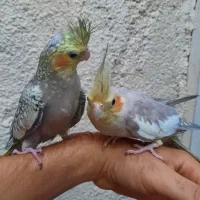 جفت عروس هلندی رام سخنگو. سهره. قناری