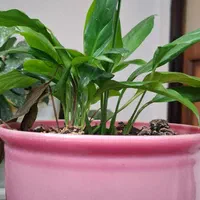 گل خانگی