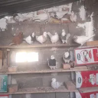 طوق|پرنده|فردوس (خراسان), |دیوار