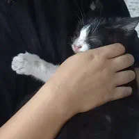 بچه گربه