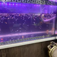 آکواریوم با کل لوازم و ماهی|ماهی|هشتگرد, فاز ۳ مهستان|دیوار
