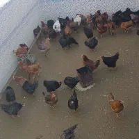 مرغ رسمی تخمگذار