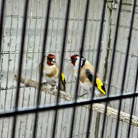 دوعدد سهره نر گل بلند