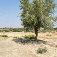 زمین کشاورزی موقعیت خوب|فروش دفتر صنعتی، کشاورزی، تجاری|بمپور, |دیوار