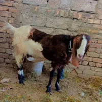 با سلام بز پاکستانی دوقلو زا هست