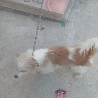 سگ پشمالو|سگ|بندر امام خمینی, |دیوار