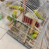 مرغ عشق عروس هلندی طوطی برزیلی|پرنده|کرج, برغان|دیوار