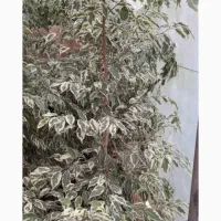 فروش عمده بنجامین ابلق لوکس در سایز متفاوت|گل و گیاه طبیعی|کوچصفهان, |دیوار