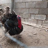 بوقلمون نر و ماده،جوجه لاری ،جوجه محلی