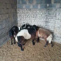 بره نر