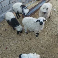 بره بره|حیوانات مزرعه|بیرجند, |دیوار