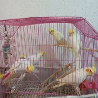 عروس هلندی