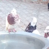 طوقی 7تا 4تومن