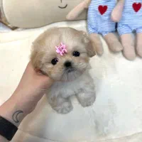 پودل مالتیز مالتیپو اپارتمانی مینیاتوری|سگ|تهران, حر|دیوار