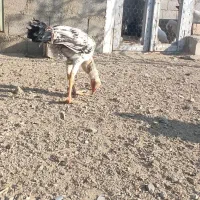 بچه و فریح لاری در سلماس