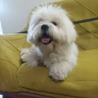 حیوان سگ|سگ|خرم‌آباد, |دیوار