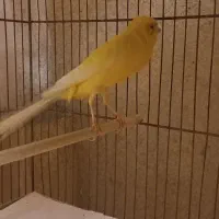 قناری رسمی بلند نر مست