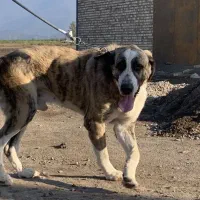 واگذاری سگ کرد مستیف پنج ساله (پژدر‌.سرابی.الابای)|سگ|گرگان, |دیوار