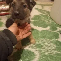 واگذاری طوله دو ماهه ژرمن