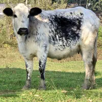 دورگ بی شاخ ۸ ماه شکم *جوان