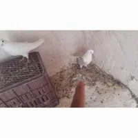 کبوتر تهرانی|پرنده|اژیه, |دیوار