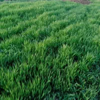 پرس درجه یک خشک