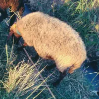 گوسفند معاوضه با بز