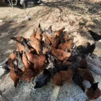 مرغ و خروس ۵ تا ۶ ماهه|حیوانات مزرعه|الشتر, |دیوار