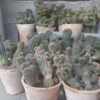 کاکتوس