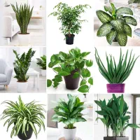 نمایندگی رسمی قرص کود گیاهی/رشدسریع گل وگیاه|گل و گیاه طبیعی|بجنورد, |دیوار