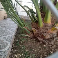 پا جوش نخل برحی|گل و گیاه طبیعی|خرمشهر, |دیوار