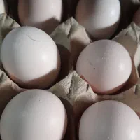 تعدادی تخم نطفه دارلاری تازه ازمولد های اصل اففان