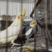 جفت عروس هلندی