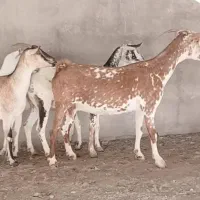 بز چهارعدد ابستن سه ماهه اخرش ۳۴ ملیون|حیوانات مزرعه|بندرعباس, |دیوار