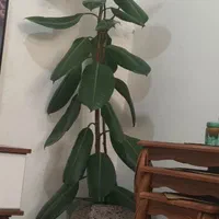 گل گوش فیلی